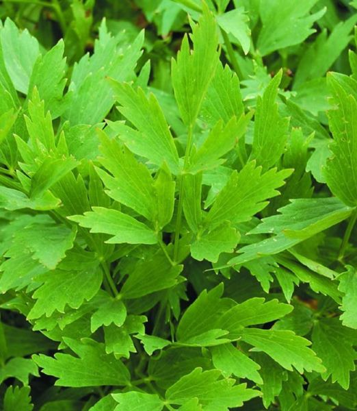 Levisticum officinale - vegeta